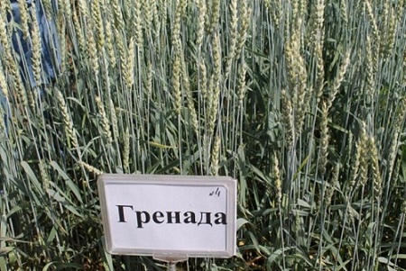 Тюменские селекционеры создали новый сорт яровой мягкой пшеницы
