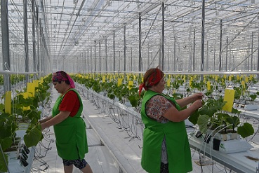 В Курганской области тепличный комплекс скоро даст первый урожай