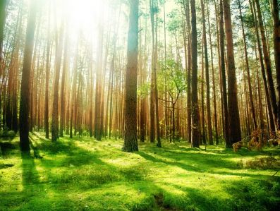 Лесовосстановительные работы в Ульяновской области проведены на 2 тыс. гектарах