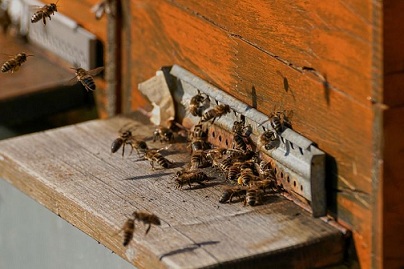 В Минсельхозе России обсудили направления развития пчеловодства