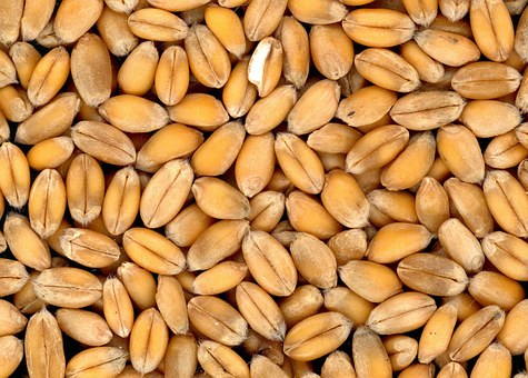 Правительство утвердило квоту на экспорт зерна