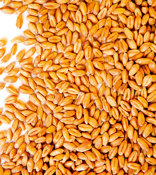 Увеличен прогноз экспорта пшеницы на текущий  маркетинговый год