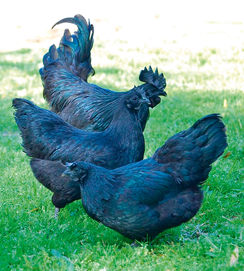 Мясо Черной Курицы Фото