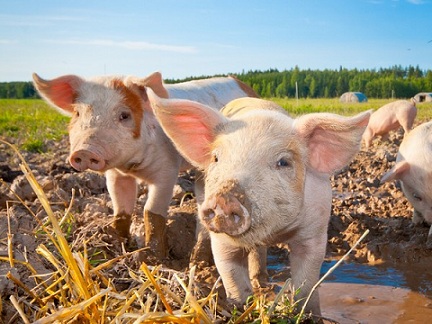 Производство продукции свиноводства увеличилось на 11,3%