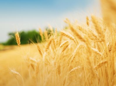 В Пензенской области намолочено свыше полумиллиона тонн зерна
