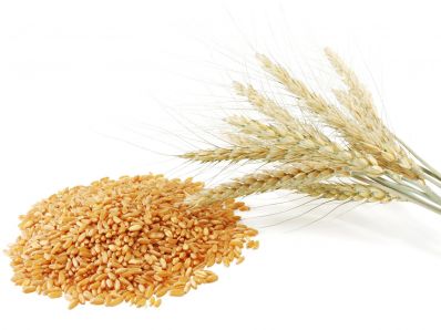 Обзор зернового рынка с 1 по 8 августа