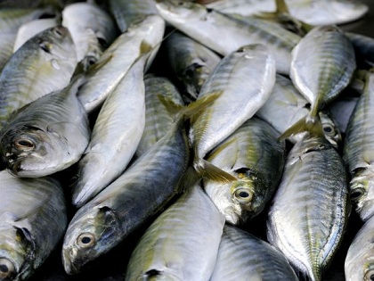 Производство продукции аквакультуры увеличилось на 38%