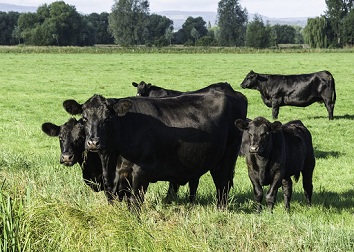 В Курганской области пополнилось поголовье мясного скота