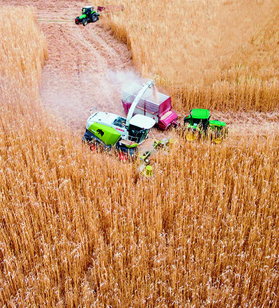 Прогноз российского пшеничного баланса следующего сезона  полностью пересмотрен