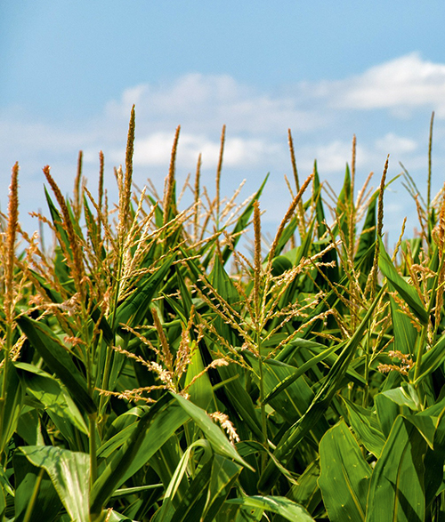 Производство  и хранение зерна  кукурузы