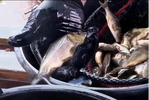 В водоемы Тюменской области выпустили 156 млн штук молоди рыб