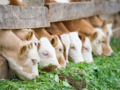 Алтайский край усилит поддержку молочного скотоводства