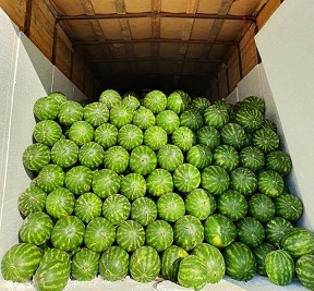 Туркестанская область экспортирует арбузы