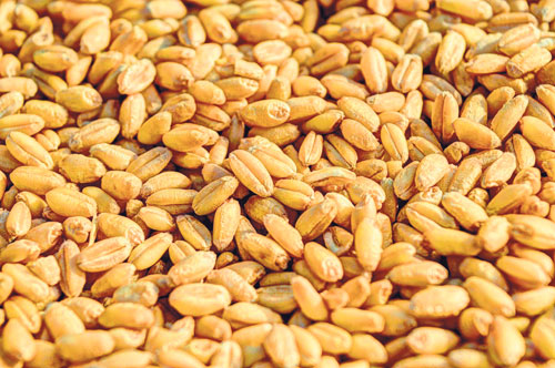 Хорошие перспективы на рынке «черноморской пшеницы»