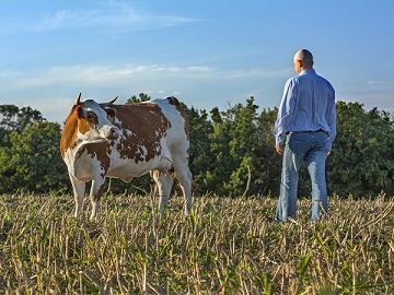 В Чувашии выплачиваются субсидии на содержание коров