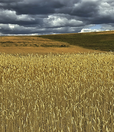 Россия сможет увеличить  объем экспорта пшеницы  в текущем сезоне