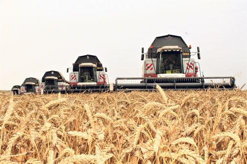 Половина площадей зерновых  в хорошем состоянии – МСХ