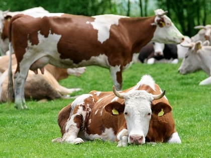 В России выросло производство продукции животноводства