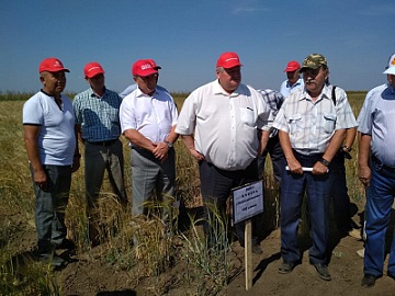 Оренбургские аграрии обсудили производство твердых сортов пшеницы