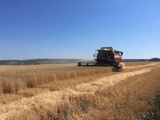 В Башкирии валовой намолот зерна составил 130 тысяч тонн
