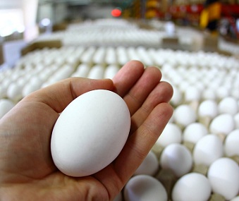 Удмуртия нарастила производство куриного яйца на 5,2 тыс. штук