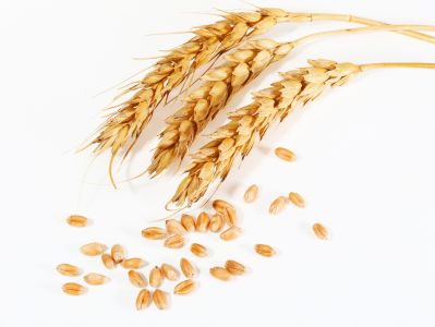 Рост спроса на зерно распространился на Поволжье