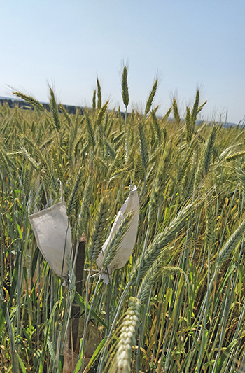 «ДаУР» означает «век»: новый озимый сорт пшеницы удмуртской селекции обладает особой универсальностью