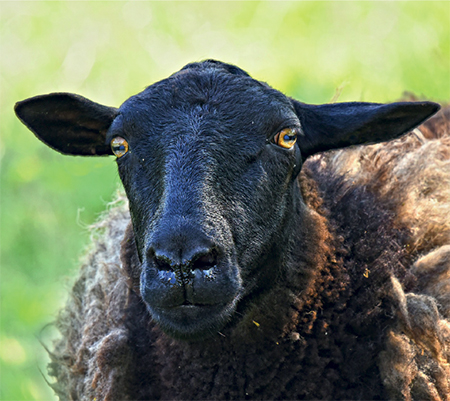 Мясная продуктивность овец: способы повышения