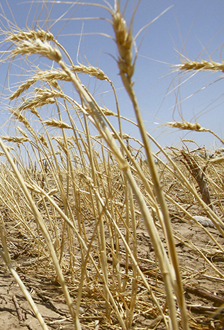 Аграрии ВКО: «Подсолнечник – терпит,  пшеница – горит»