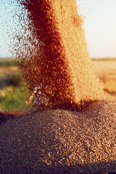 Экспорт зерна России стабилен, а Казахстан рассчитывает собрать  урожай в 20,5 млн тонн