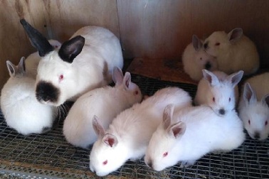 Тюменские кролиководы расширили рынок сбыта