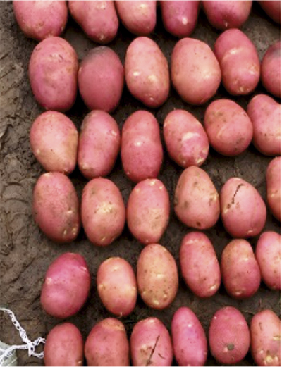 Как защитить картофель  от посадки до уборки  в условиях Урала и Сибири?