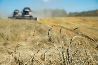 В Кузбассе убрано более 60% зерновых