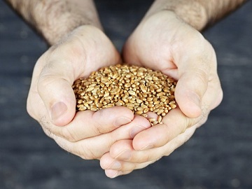 В Томской области откроется лаборатория оценки качества зерна