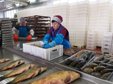 Новосибирская область экспортирует рыбу в страны Европы и Китай