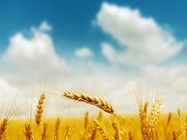 В Кузбассе собрали 1 млн тонн зерна