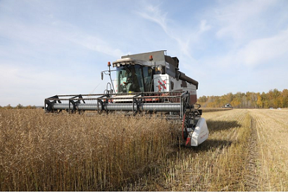 Аграрии Красноярского края намолотили более 2 млн тонн зерна