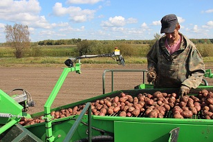 Томская область – лидер СФО по урожайности картофеля