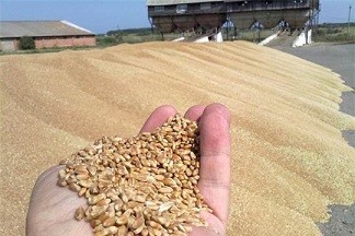 В Чувашии сбор зерна на 31,4% превышает показатель прошлого года