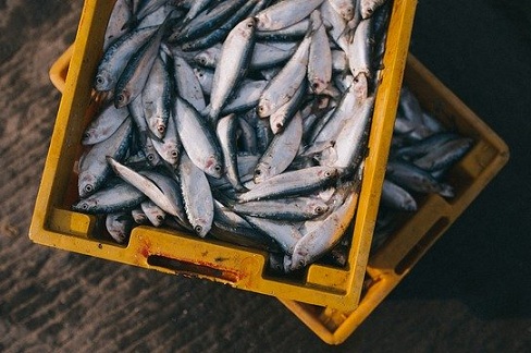 У России широкие возможности для развития экспорта рыбы
