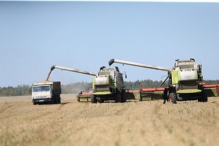 В Пензенской области рассчитывают получить свыше 3 млн т зерновых