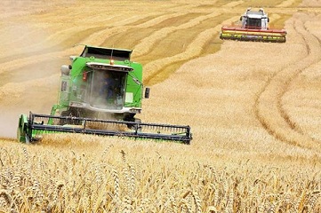 В Тюменской области завершилась уборка зерновых
