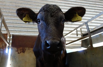 В Курганской области фермер будет производить мраморную говядину