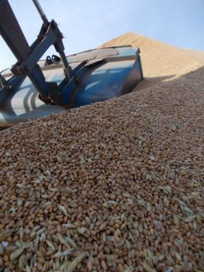 Кузбасские аграрии собрали зерна на 15,5% больше, чем в прошлом году