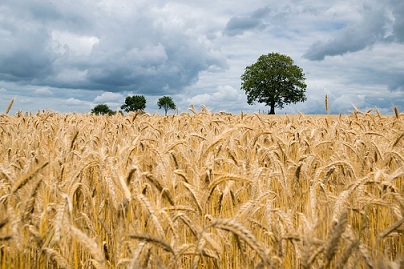 В Прикамье урожайность пшеницы и озимой ржи побила 10-летний рекорд