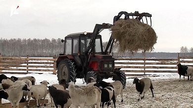В Омской области появилась еще одна овцеферма