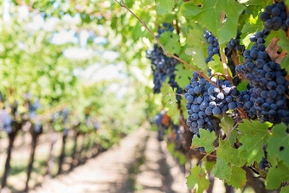 Урожай винограда в России будет на уровне прошлого года