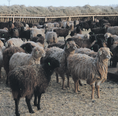 «Умное» сельское хозяйство / Тюменская область
