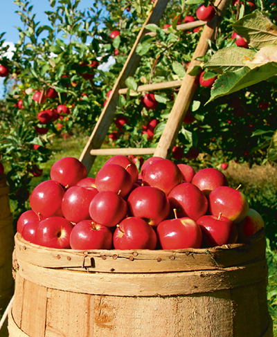 Производство плодово-ягодной  продукции в России: аграрная наука и правительство спланировали  развитие отрасли