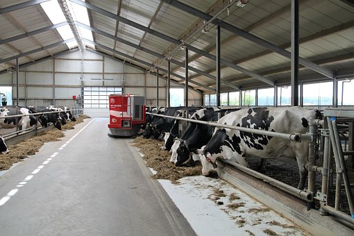 В Казахстане в 2020 году запустили 48 молочно-товарных ферм